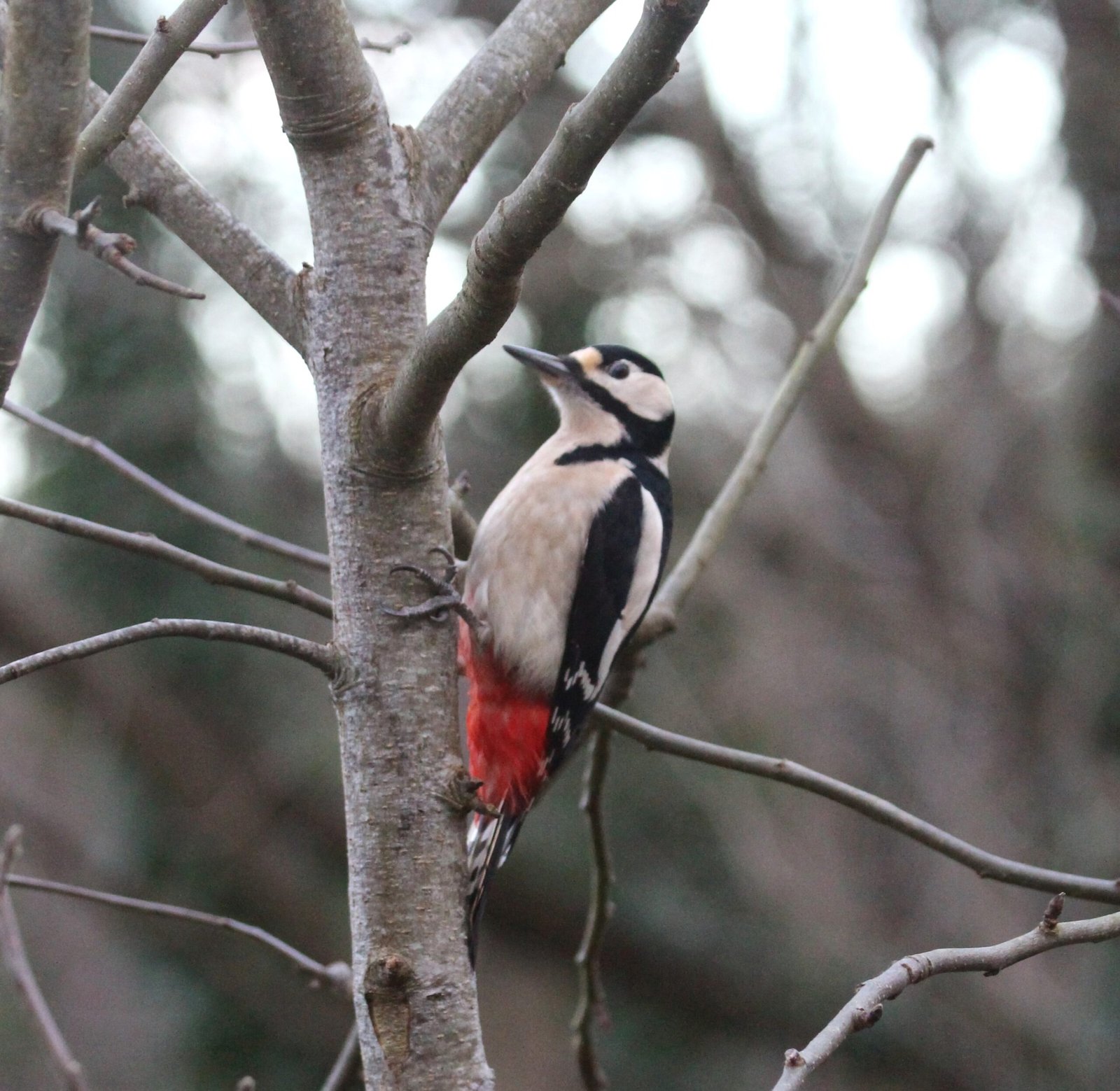 Woodpecker Nesting Box - Image 2