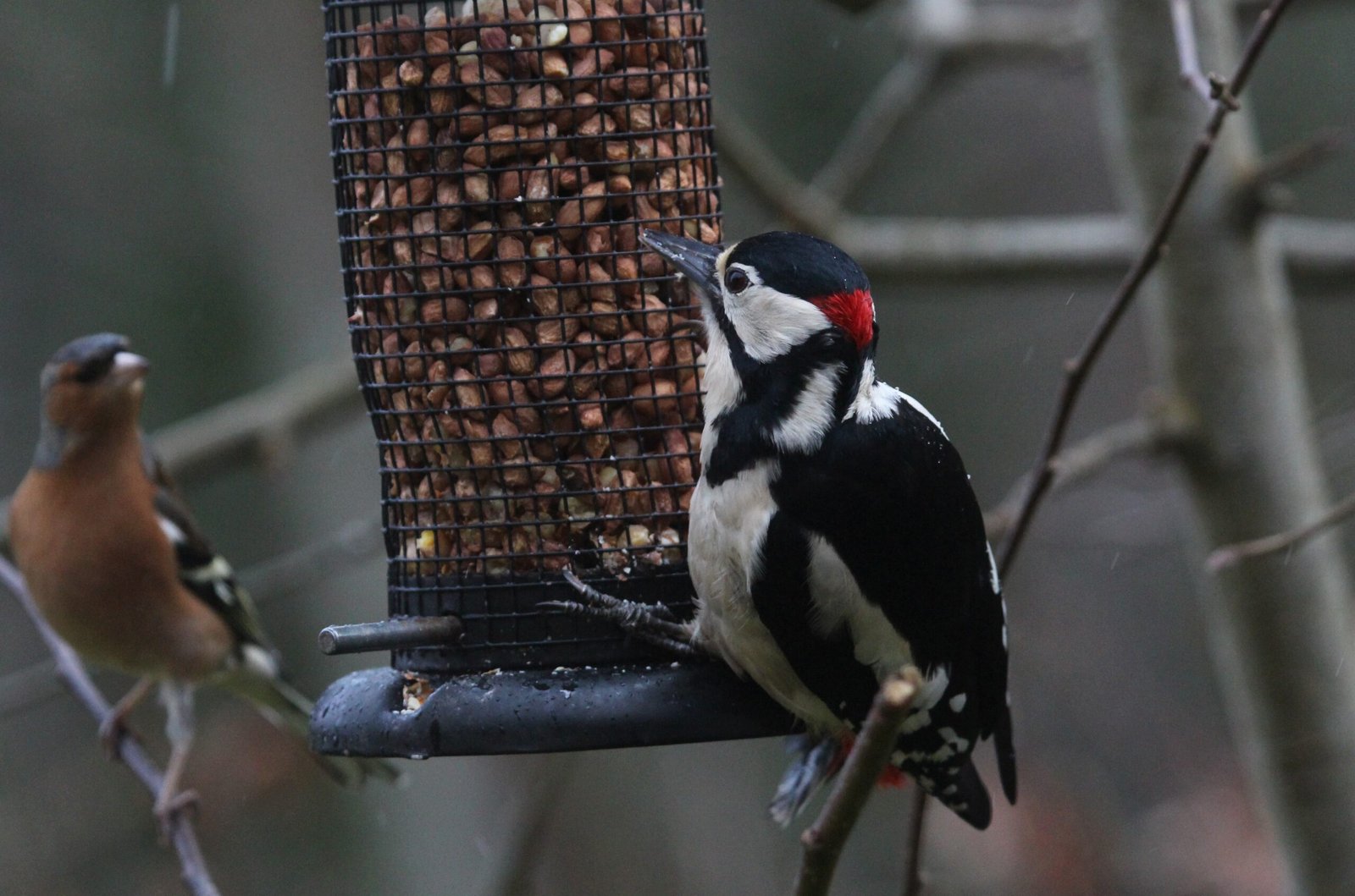 Woodpecker Nesting Box - Image 3
