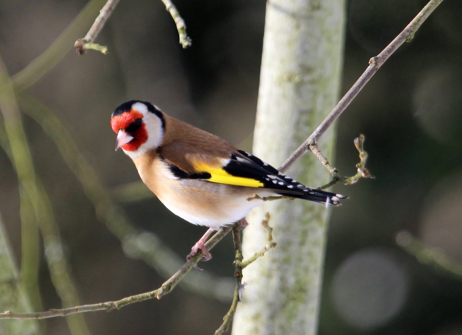 All Weather, large Nyjer Feeder - Image 2