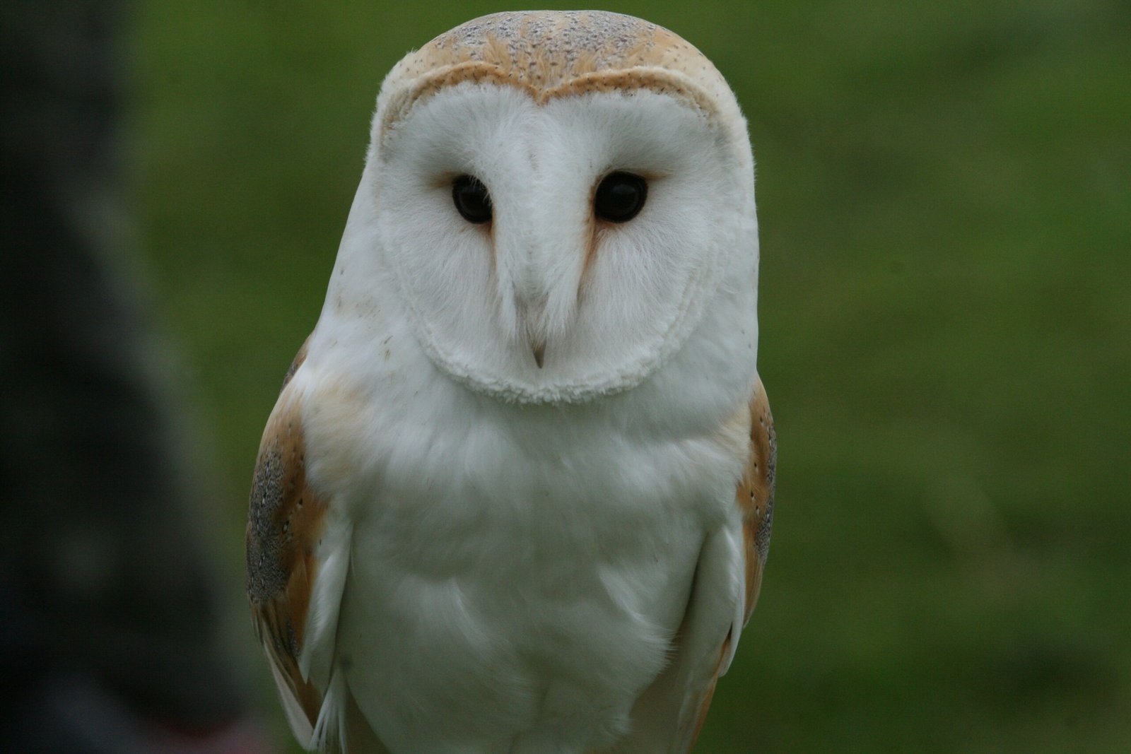 ACRES Barn Owl Nestbox, indoor design. - Image 3