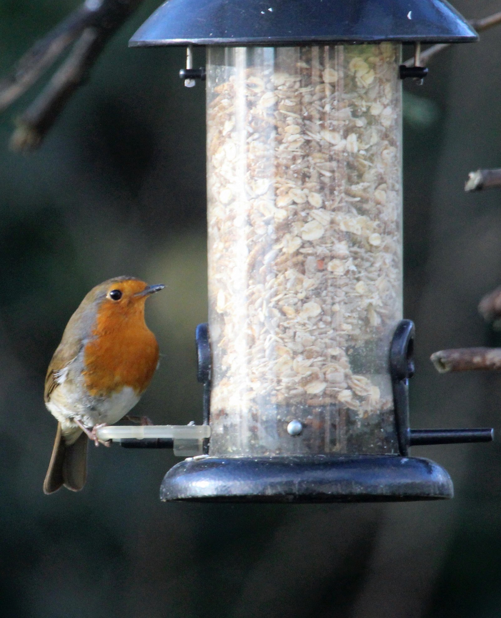 Peckish Robin Insect Seed Mix, 4kg. - Image 2