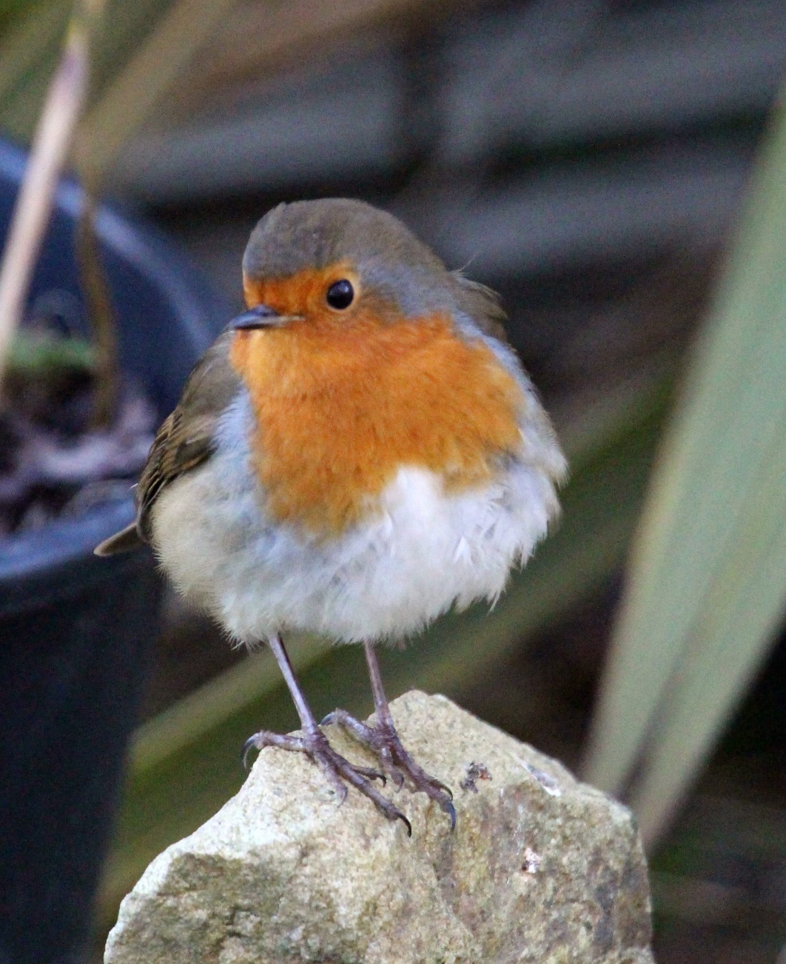 Blend No 6 Robin and Wren, 5kg pack - Image 2