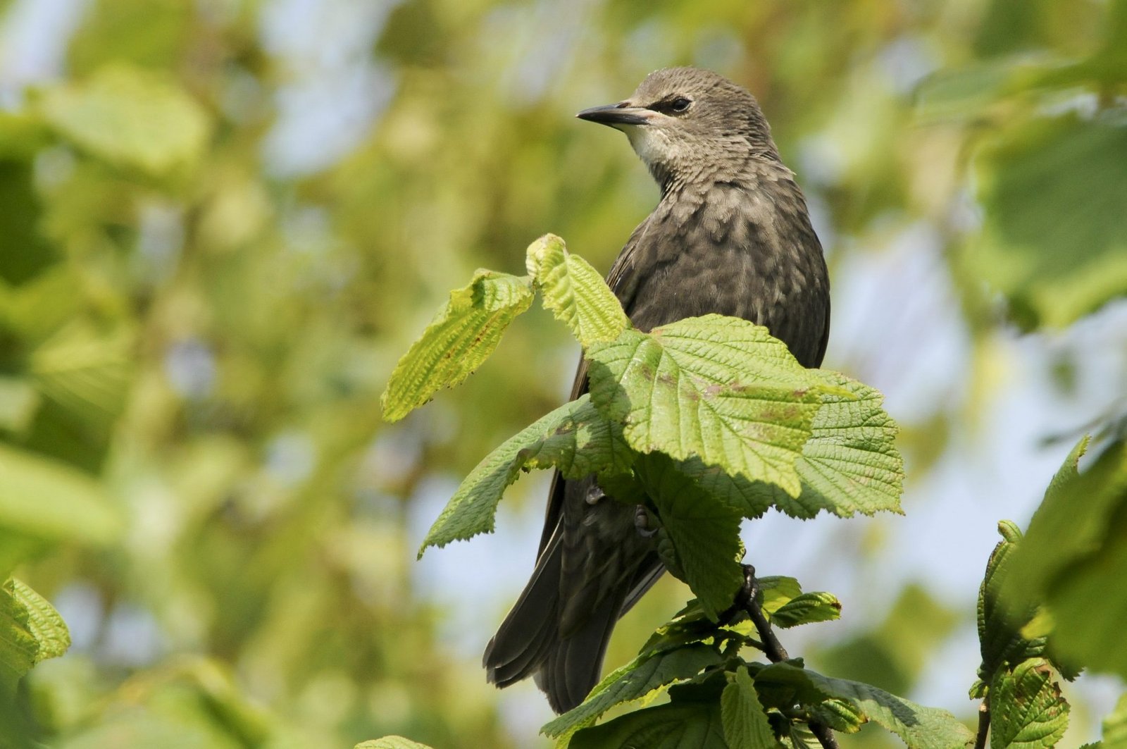 Starling Nest Box - Image 4
