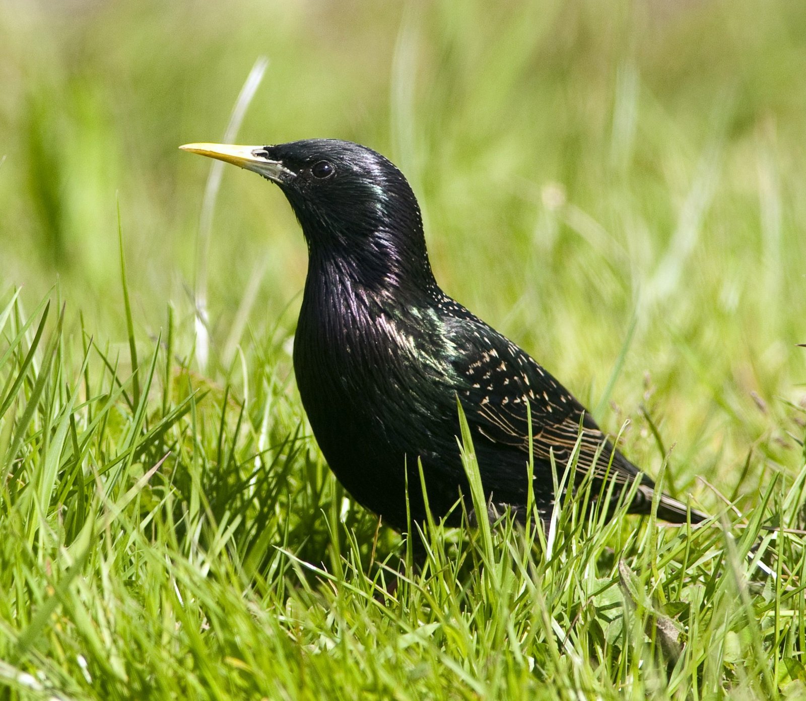 Starling Nest Box - Image 2