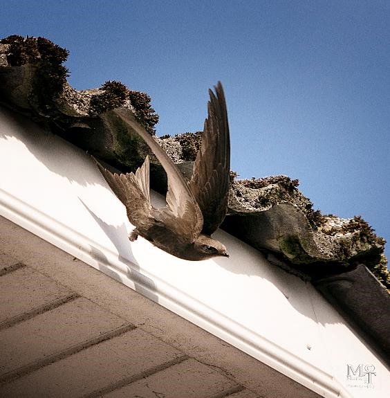 Swift Nest Box - Image 4