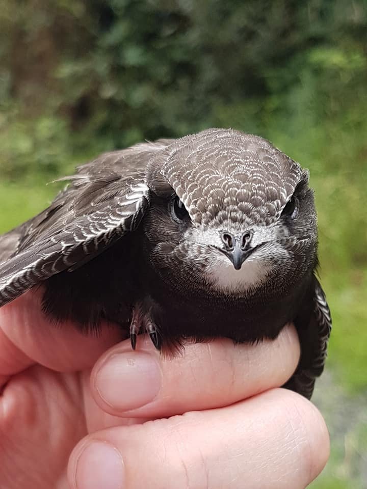 Swift Nest Box - Image 5