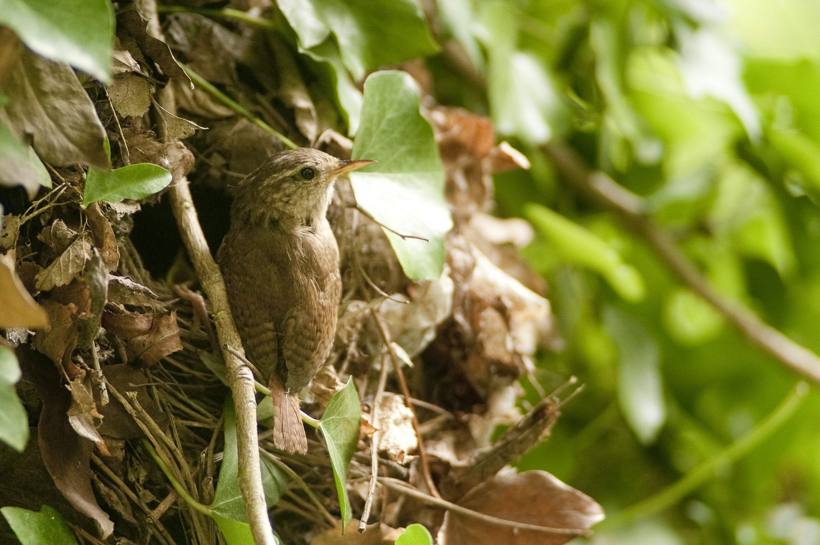 Robin and Wren Nestbox - Image 4